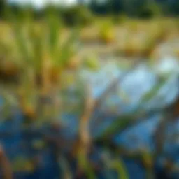 Comprehensive Exploration of Northern Wild Rice: Cultural, Ecological, and Economic Perspectives Introduction