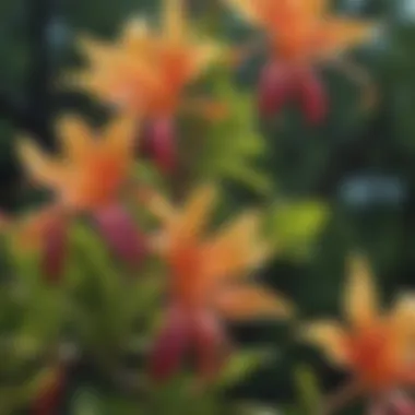 Close-up of honeysuckle flowers showcasing their distinct petals and colors