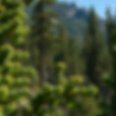 Notable Comprehensive Wonders of Black Hills National Forest
