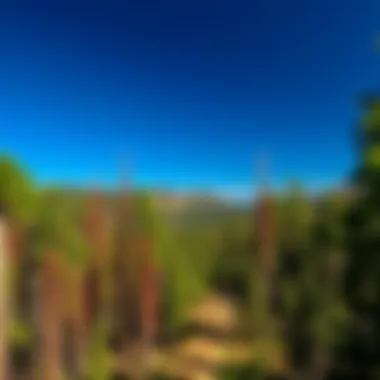 Comprehensive Wonders of Black Hills National Forest Summary