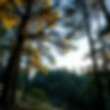 Forest Landscape and Biodiversity A serene forest landscape showing healthy trees and biodiversity