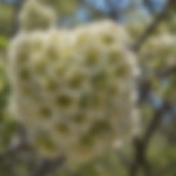 Close-up view of cottonwood flowers in full bloom.