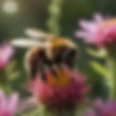 Close-up of a bumblebee pollinating a wildflower