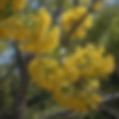 Cultural art depicting cottonwood flowers.