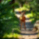 A deer navigating a canyon trail surrounded by lush greenery