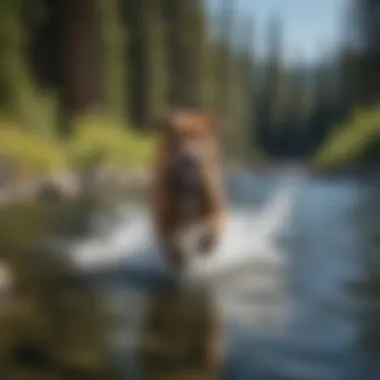 A playful dog splashing in the clear waters of Lake Tahoe