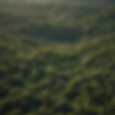 An aerial view of a lush eastern forest emphasizing its ecological significance