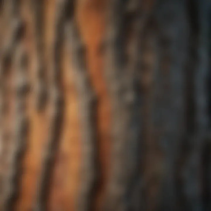 A detailed close-up of tree bark showcasing unique textures and patterns