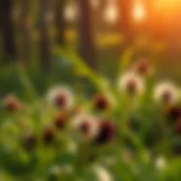 Effective Methods for Eliminating Prickly Balls from Grass Introduction