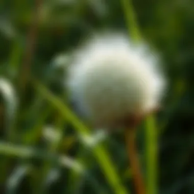 Notable Effective Methods for Eliminating Prickly Balls from Grass Notable Effective Methods for Eliminating Prickly Balls from Grass