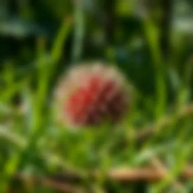 Effective Methods for Eliminating Prickly Balls from Grass Summary Effective Methods for Eliminating Prickly Balls from Grass Summary