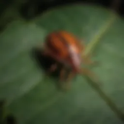 Close-up view of a lone star tick on a leaf
