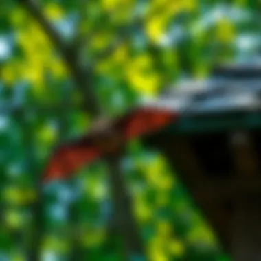 Maintaining Ecosystem Balance Ecosystem balance with bats present