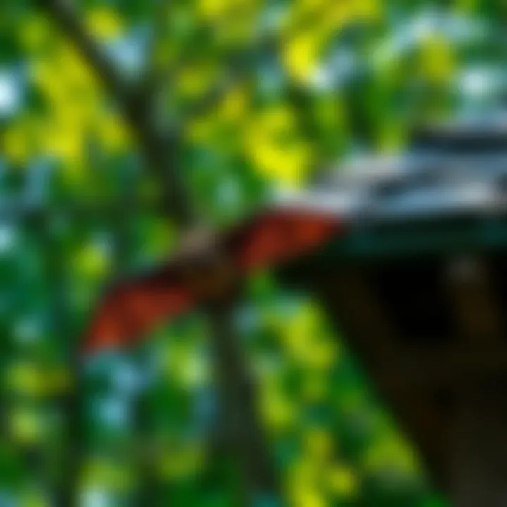 Maintaining Ecosystem Balance Ecosystem balance with bats present