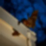 Night view of bats roosting in eaves