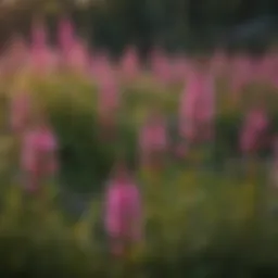 Vibrant field of fireweed in bloom showcasing its invasive nature