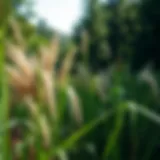 Effective Strategies for Eradicating Phragmites Grass Introduction