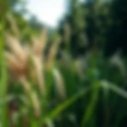 Effective Strategies for Eradicating Phragmites Grass Introduction