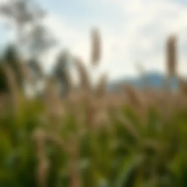 Notable Effective Strategies for Eradicating Phragmites Grass Notable Effective Strategies for Eradicating Phragmites Grass