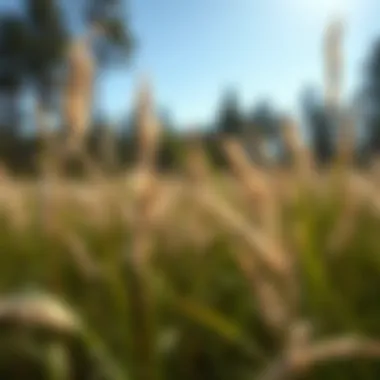 Effective Strategies for Eradicating Phragmites Grass Summary Effective Strategies for Eradicating Phragmites Grass Summary