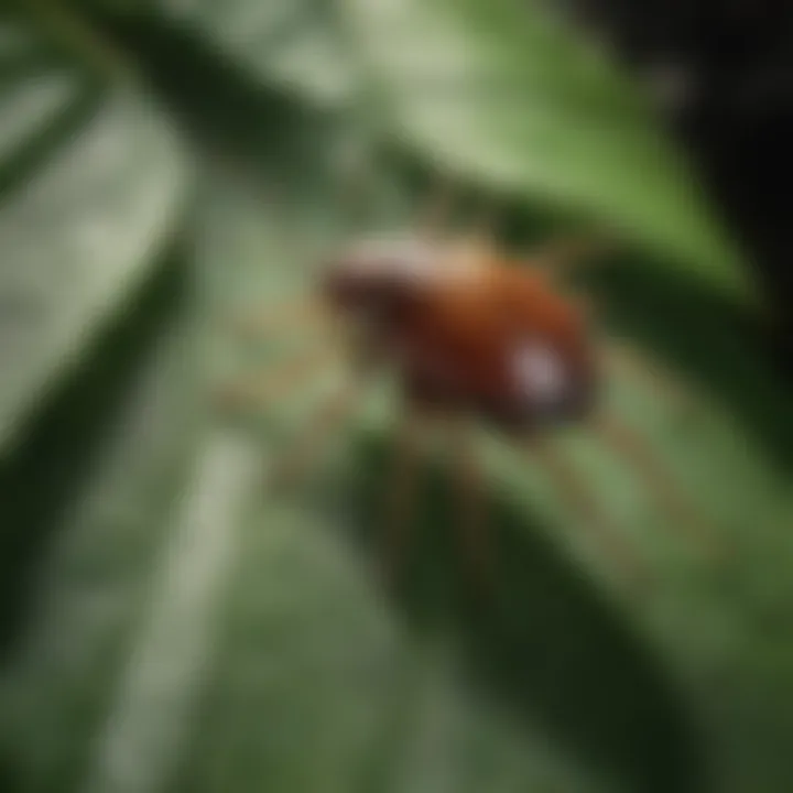 Close-up of a tick on a leaf