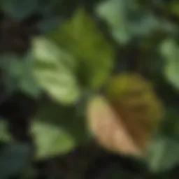 Close-up view of poison ivy leaves showcasing their distinctive shape and coloration.