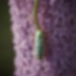 Close-up of lilac borer larvae in a lilac stem