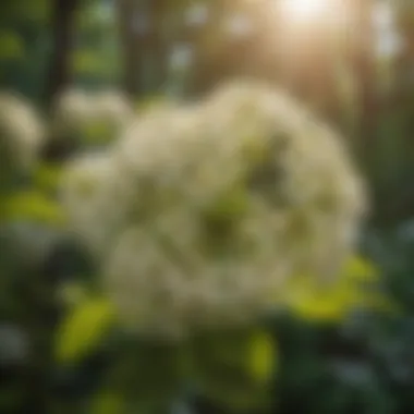 Elderberry flowers blooming in spring