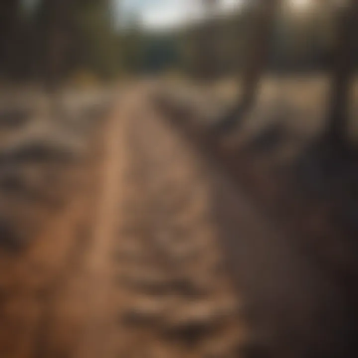 Elk tracks in the soil of New Mexico