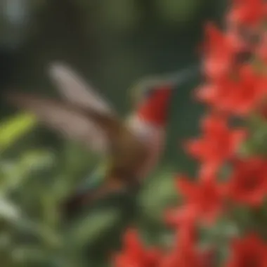 Vibrant red flowers attracting hummingbirds in a Colorado garden