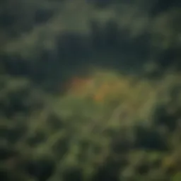 Aerial view showcasing dense forest canopy with LiDAR data overlay