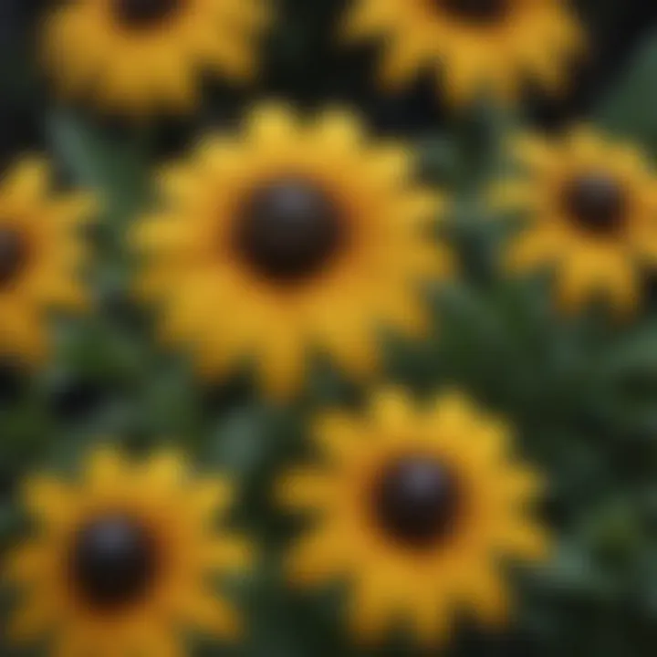 Close-up of artificial black eyed susans showcasing intricate design