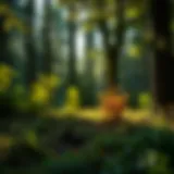 A serene view of an Atlantic hardwood forest showcasing its diverse plant life.