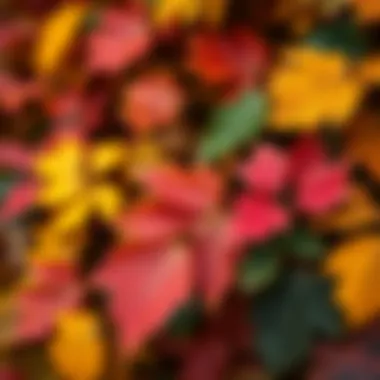 Autumn Colors of Atlantic Hardwoods Close-up of various hardwood species leaves in vibrant autumn colors.