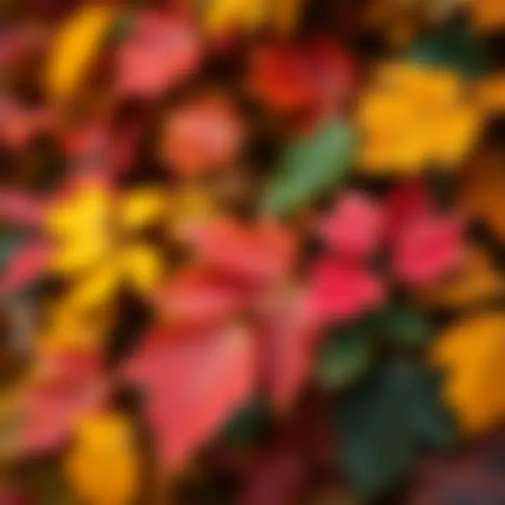 Autumn Colors of Atlantic Hardwoods Close-up of various hardwood species leaves in vibrant autumn colors.