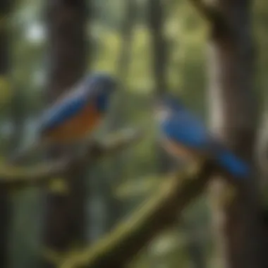 Birds nesting in the trees of Blue Mountain, symbolizing biodiversity