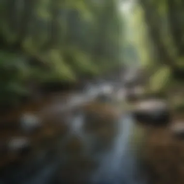 A tranquil stream flowing through the Blue Mountain ecosystem