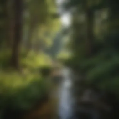 Lush vegetation along the banks of Bushy Creek