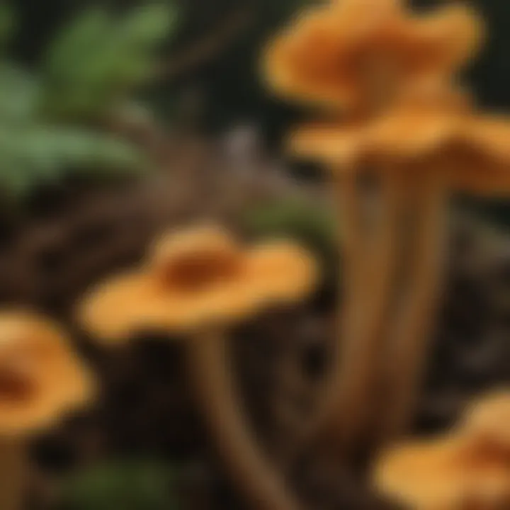 Close-up of chanterelle spores showcasing their unique structure