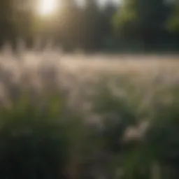 Vibrant field of Chinese silver grass showcasing its distinctive features