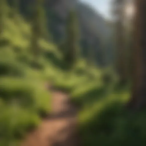 Scenic view of the Colorado Trail near Durango showcasing lush greenery and mountain vistas.