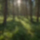 A breathtaking view of a Colorado forest showcasing diverse tree species.