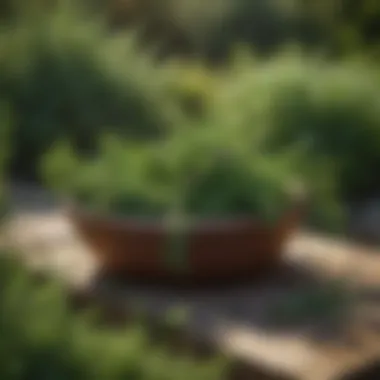 A vibrant display of various herbs including rosemary, thyme, and mint in an outdoor garden