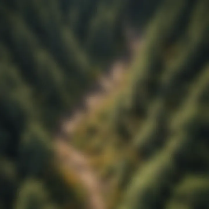 Illustration of ecological benefits derived from photogrammetry in forestry