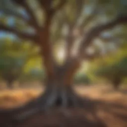 An overview of diverse tree species in New Mexico's landscape