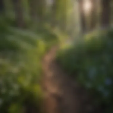 Wildflowers blooming along a hiking trail