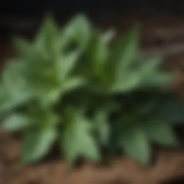 Close-up of a common edible weed with nutrient-rich leaves