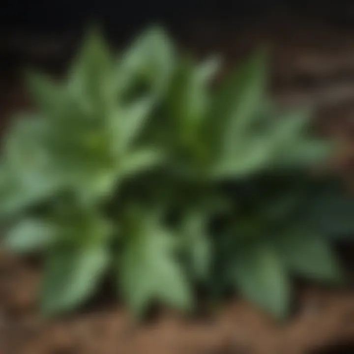 Close-up of a common edible weed with nutrient-rich leaves