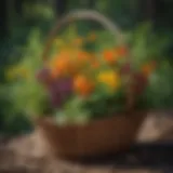 A vibrant display of foraged edible weeds in a basket