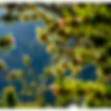 Exploring Employment Opportunities in Forestry Jobs in New Mexico Introduction